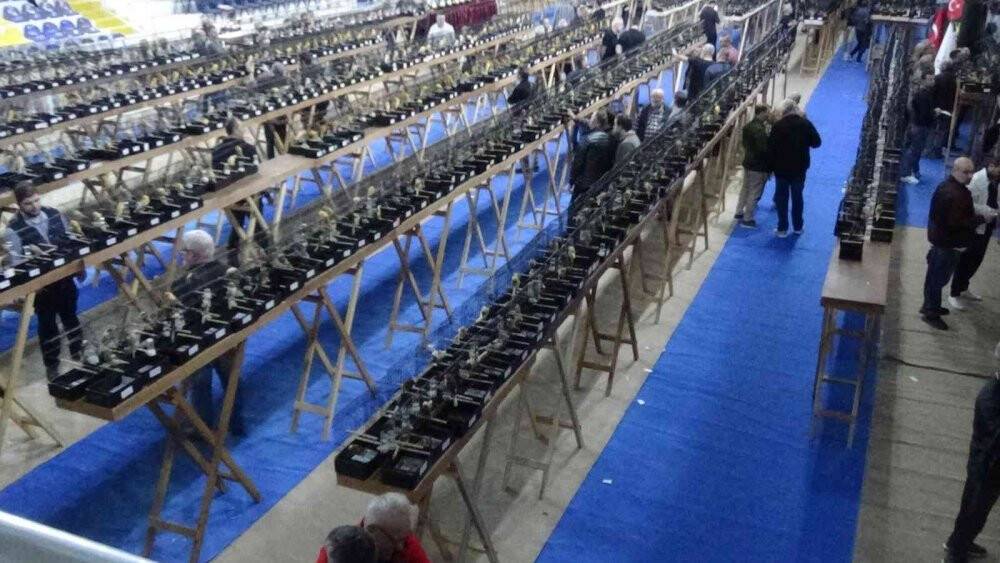 Kanaryalar güzellikte yarıştı