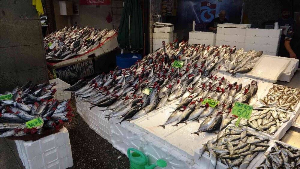 Beklenen palamut göçü gerçekleşti