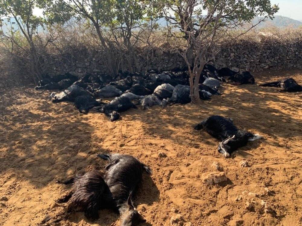 Üzerine yıldırım düşen 78 hayvan telef oldu