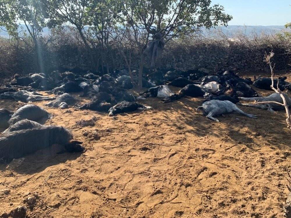 Üzerine yıldırım düşen 78 hayvan telef oldu