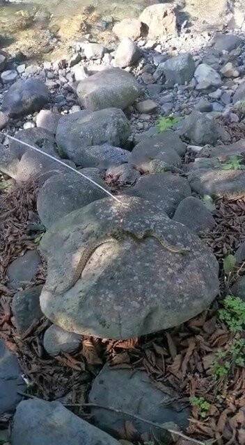 Alabalık tutmak istedi, oltasına yılan takıldı