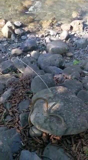 Alabalık tutmak istedi, oltasına yılan takıldı