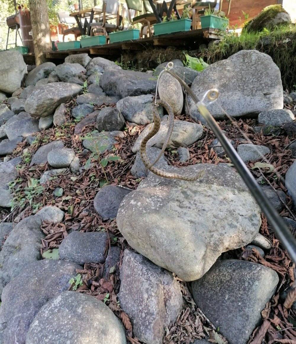 Alabalık tutmak istedi, oltasına yılan takıldı