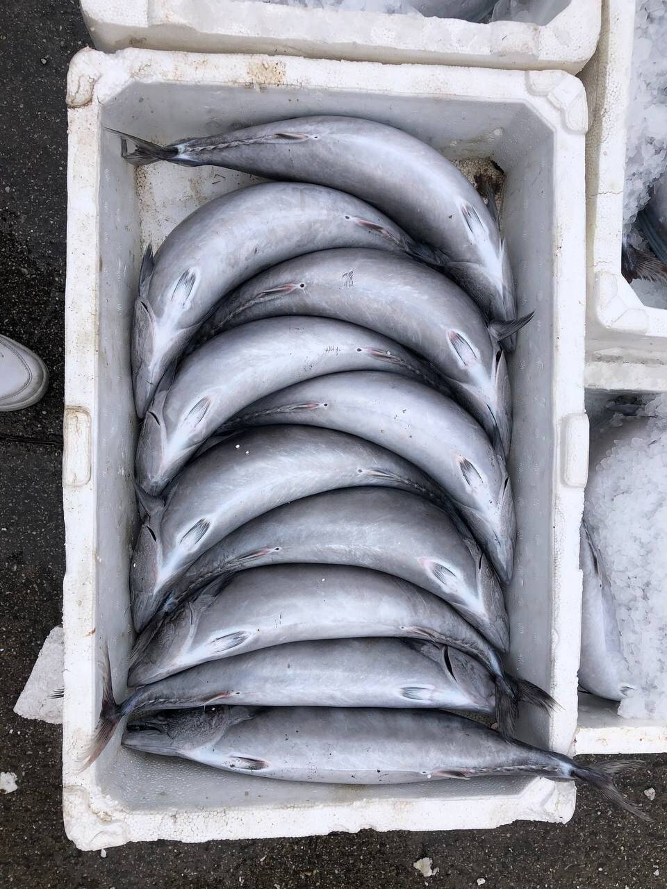 Bandırma’da palamut akını devam ediyor