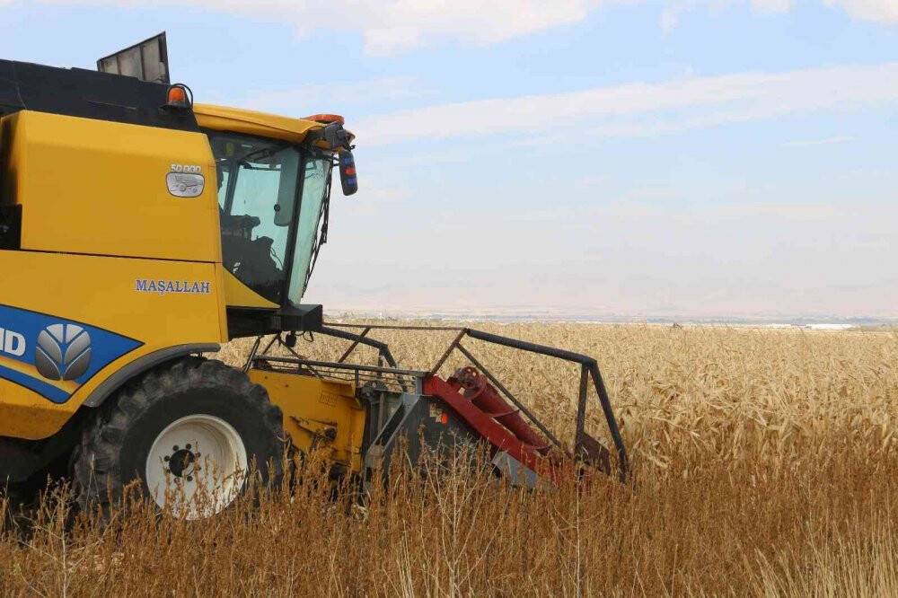 Erzurum’da ilk defa danelik mısır hasadı yapıldı