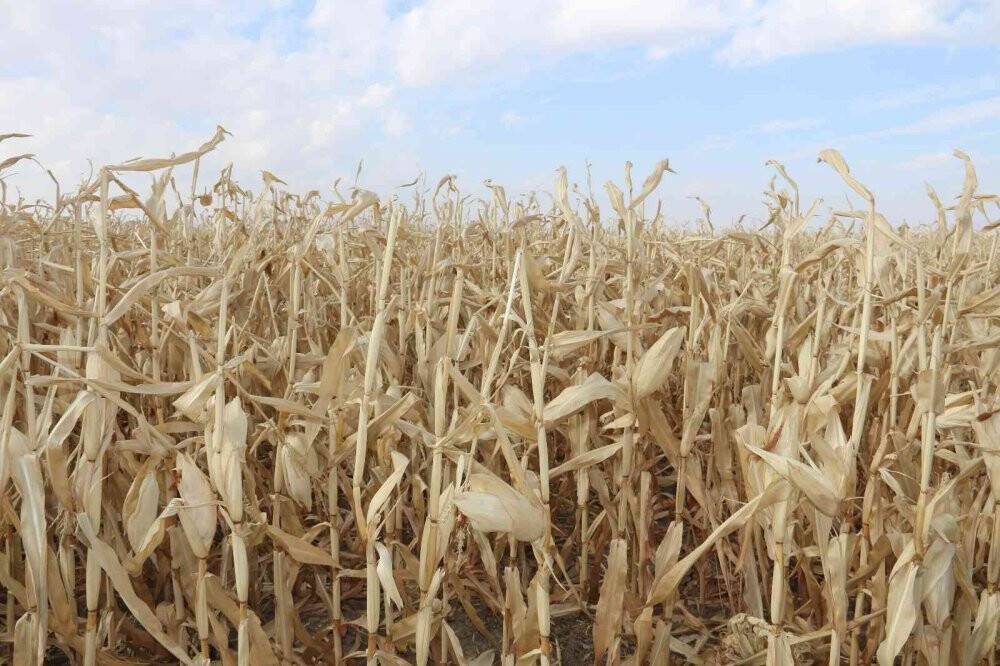 Erzurum’da ilk defa danelik mısır hasadı yapıldı