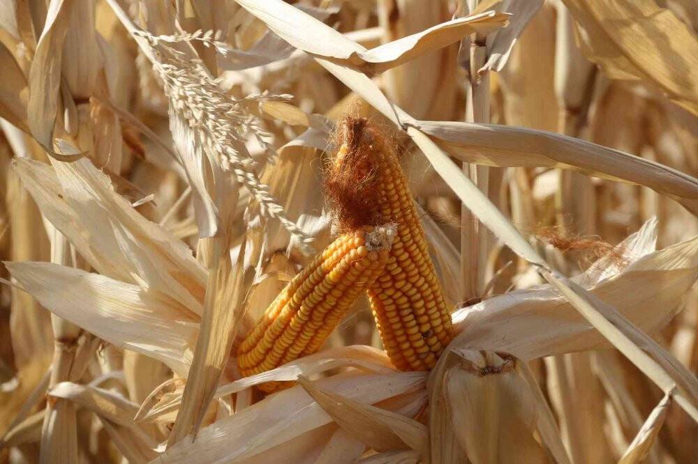 Erzurum’da ilk defa danelik mısır hasadı yapıldı