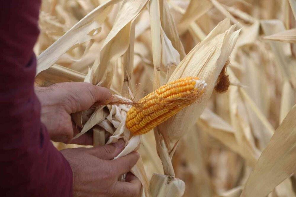 Erzurum’da ilk defa danelik mısır hasadı yapıldı