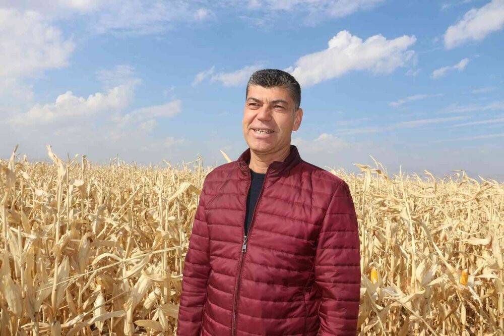 Erzurum’da ilk defa danelik mısır hasadı yapıldı