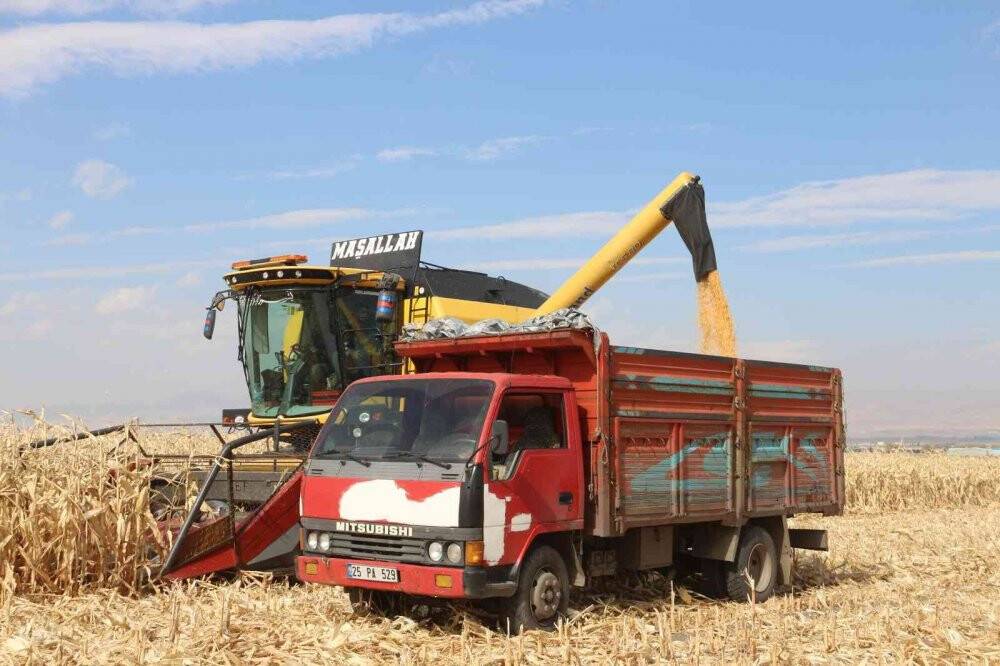 Erzurum’da ilk defa danelik mısır hasadı yapıldı