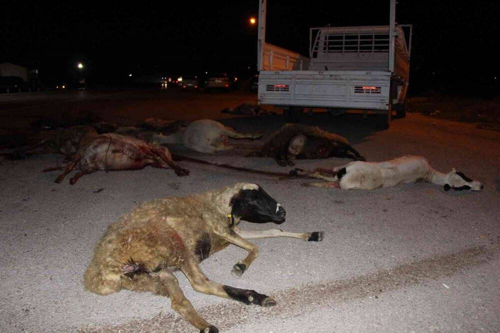 Omobillerin çarptığı sürüdeki 25 koyun telef oldu