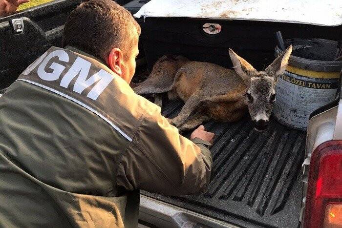 Ormancıların bulduğu yaralı ceylan tedavi altına alındı