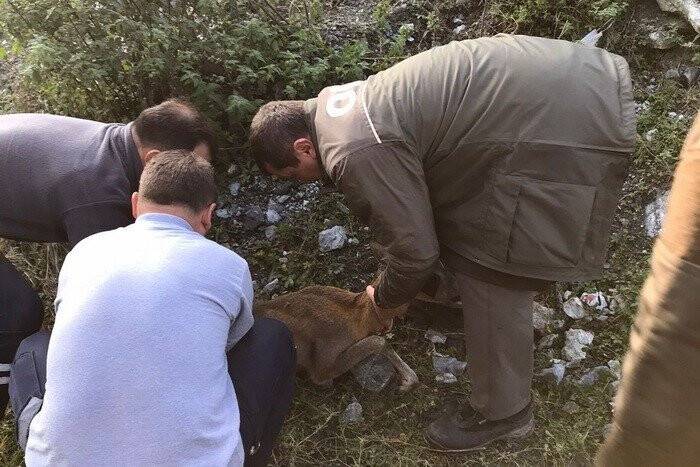Ormancıların bulduğu yaralı ceylan tedavi altına alındı