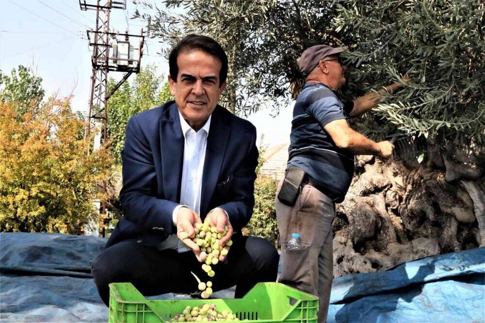 Özenle korunan bin 200 yıllık zeytin ağacında hasat bereketi