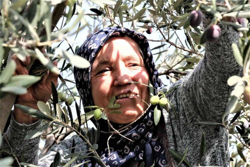 Özenle korunan bin 200 yıllık zeytin ağacında hasat bereketi