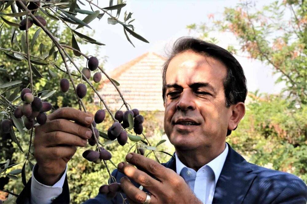 Özenle korunan bin 200 yıllık zeytin ağacında hasat bereketi