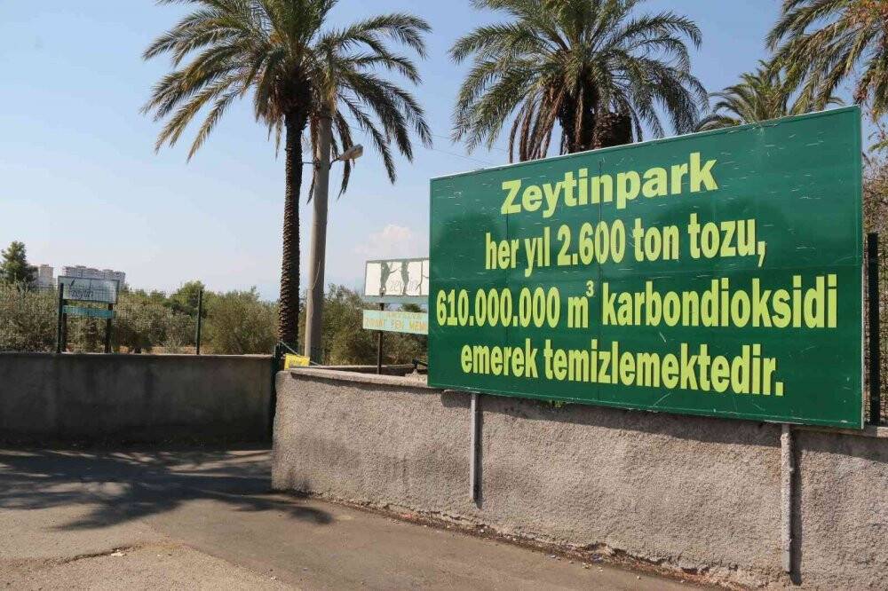 Özenle korunan bin 200 yıllık zeytin ağacında hasat bereketi