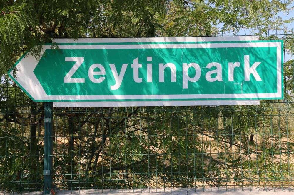 Özenle korunan bin 200 yıllık zeytin ağacında hasat bereketi