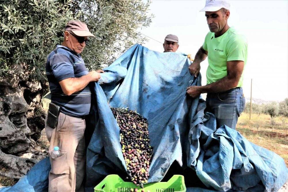 Özenle korunan bin 200 yıllık zeytin ağacında hasat bereketi