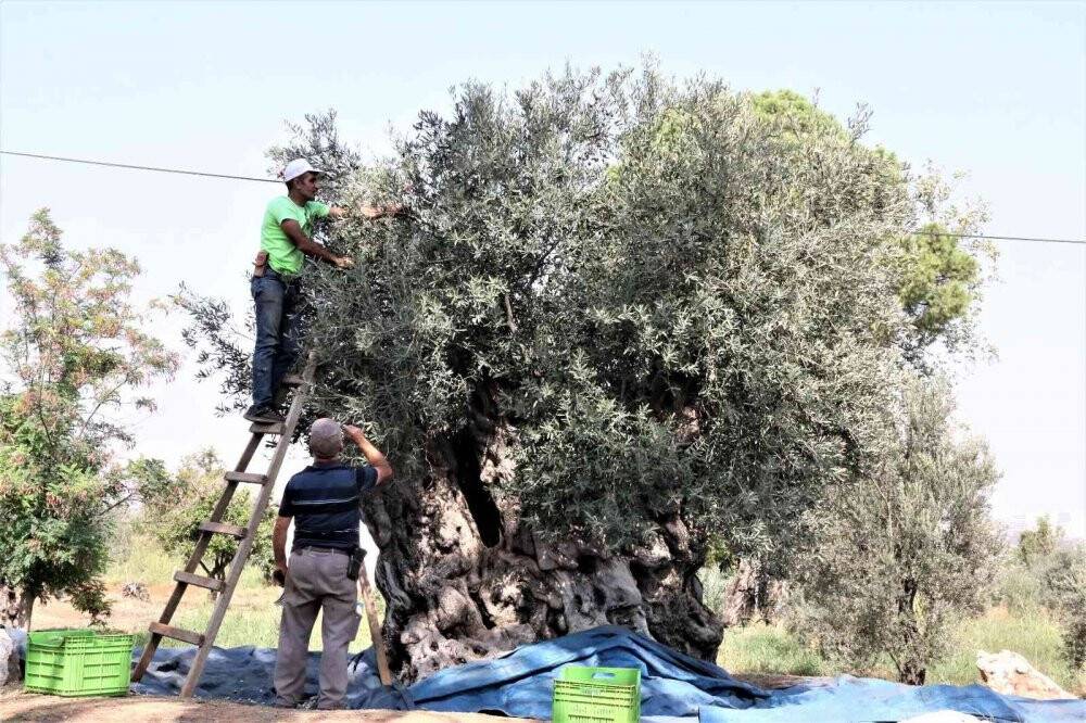 Özenle korunan bin 200 yıllık zeytin ağacında hasat bereketi
