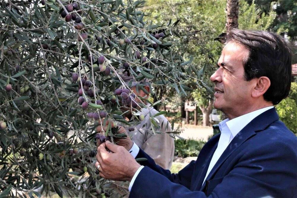 Özenle korunan bin 200 yıllık zeytin ağacında hasat bereketi