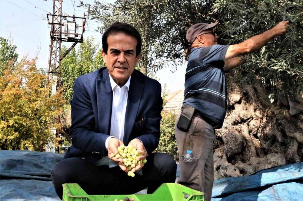 Özenle korunan bin 200 yıllık zeytin ağacında hasat bereketi