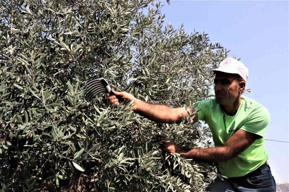 Özenle korunan bin 200 yıllık zeytin ağacında hasat bereketi