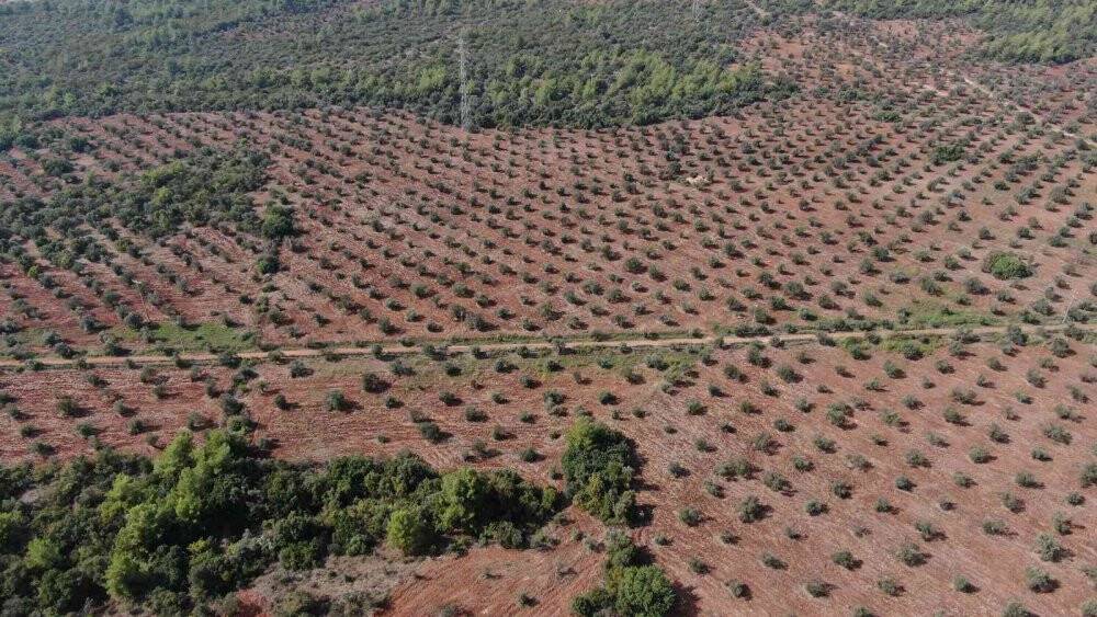 Özenle korunan bin 200 yıllık zeytin ağacında hasat bereketi
