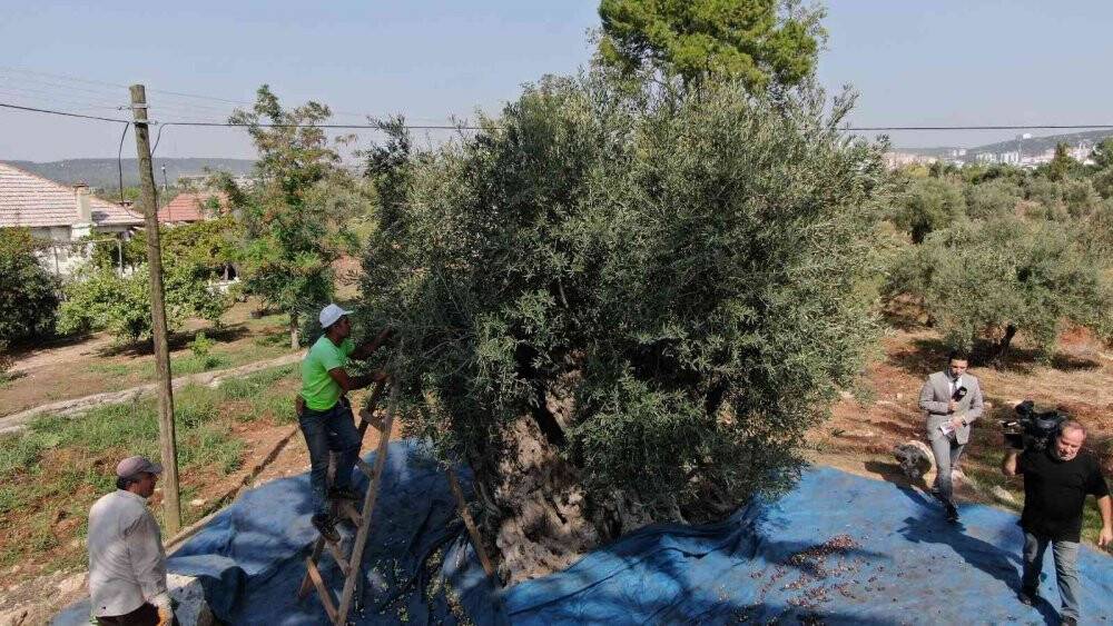 Özenle korunan bin 200 yıllık zeytin ağacında hasat bereketi