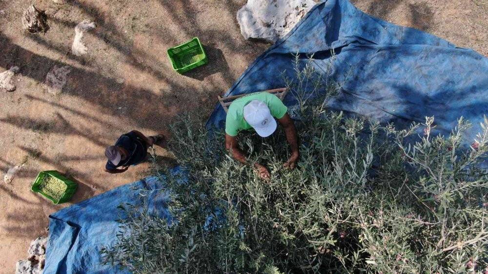 Özenle korunan bin 200 yıllık zeytin ağacında hasat bereketi