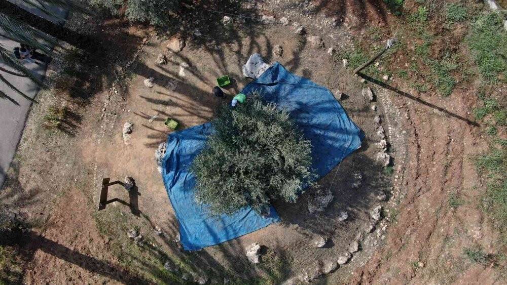 Özenle korunan bin 200 yıllık zeytin ağacında hasat bereketi