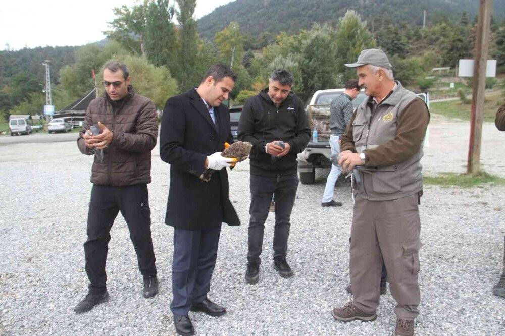 Yasa dışı canlı mühre ile avlanan şahin doğal yaşam alanına bırakıldı