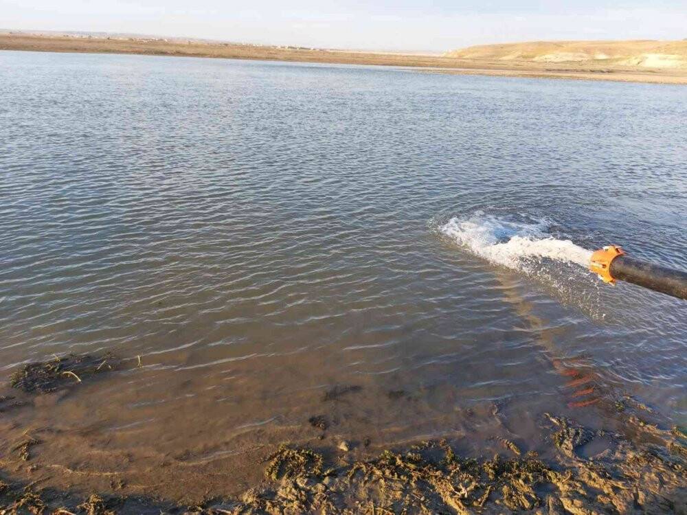 Diyarbakır’da 600 bin adet ‘Şabut balığı’ su kaynağına bırakıldı