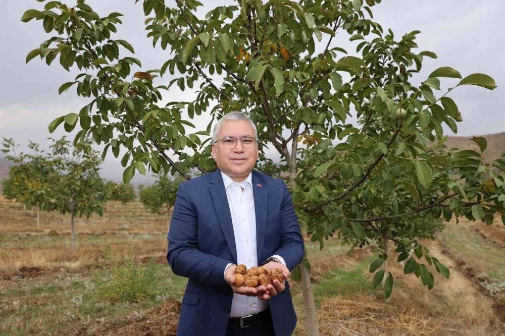 İç Anadolu’nun en büyük ceviz bahçesinde ilk hasat yapıldı