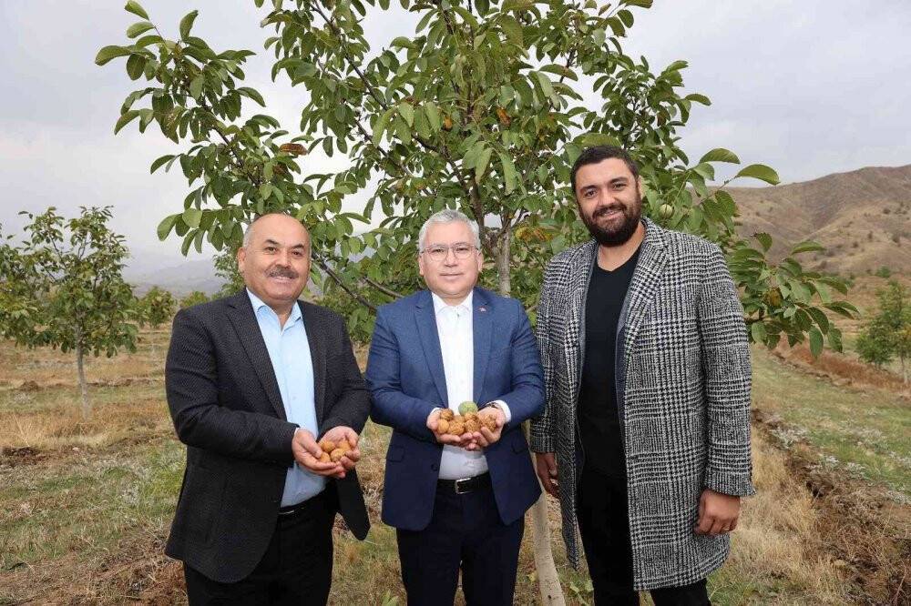 İç Anadolu’nun en büyük ceviz bahçesinde ilk hasat yapıldı