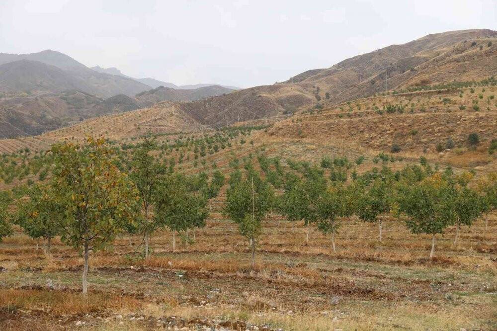 İç Anadolu’nun en büyük ceviz bahçesinde ilk hasat yapıldı