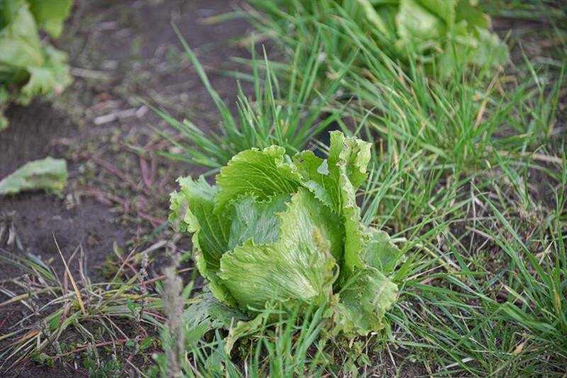 Kayseri’de ilk kez "ıceberg marul" ekildi