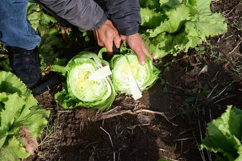 Kayseri’de ilk kez "ıceberg marul" ekildi