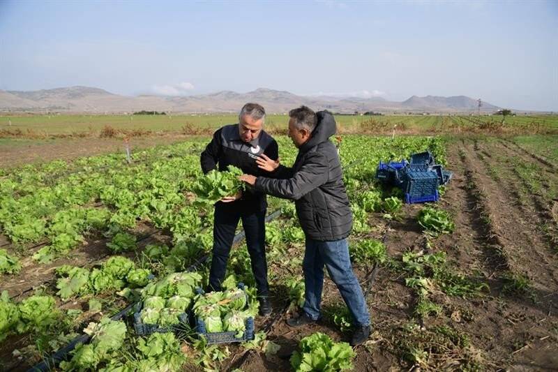 Kayseri’de ilk kez "ıceberg marul" ekildi