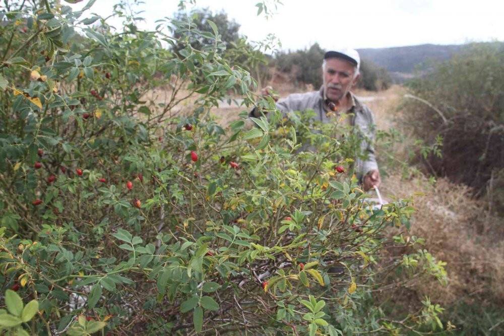 Konya’da vatandaşların kuşburnu toplama mesaisi başladı
