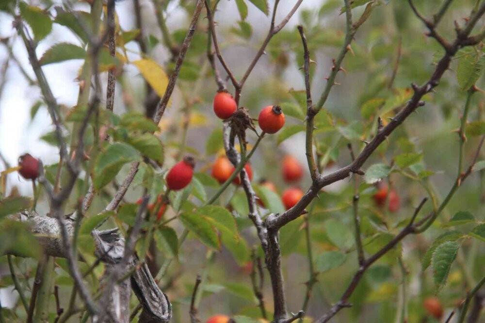 Konya’da vatandaşların kuşburnu toplama mesaisi başladı