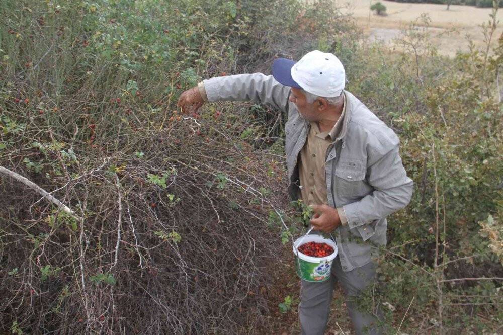 Konya’da vatandaşların kuşburnu toplama mesaisi başladı