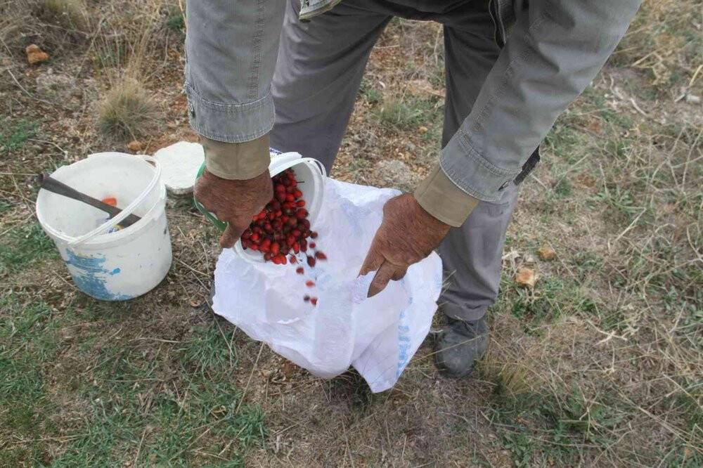 Konya’da vatandaşların kuşburnu toplama mesaisi başladı