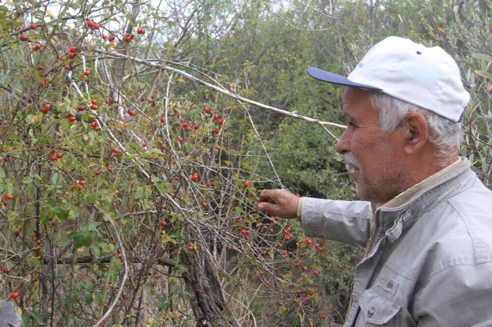 Konya’da vatandaşların kuşburnu toplama mesaisi başladı