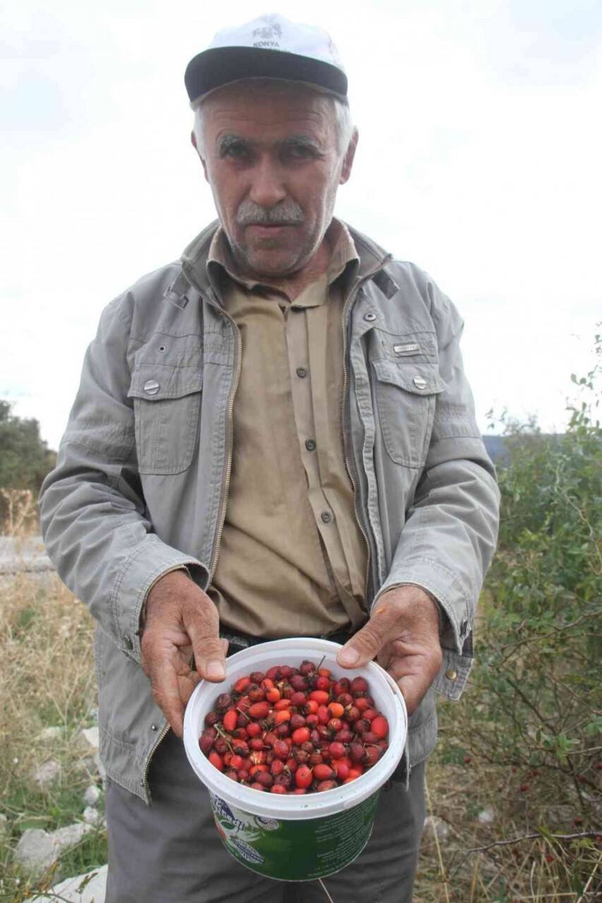 Konya’da vatandaşların kuşburnu toplama mesaisi başladı