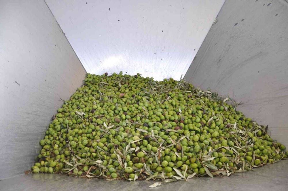 Aydın’da zeytinyağı sıkım sezonu başladı