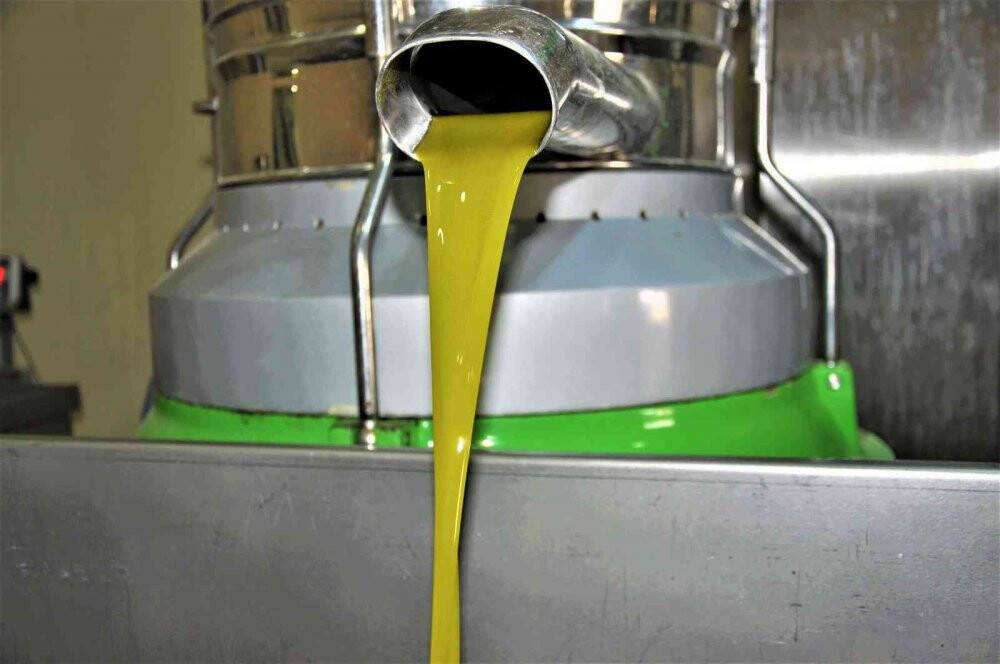 Aydın’da zeytinyağı sıkım sezonu başladı