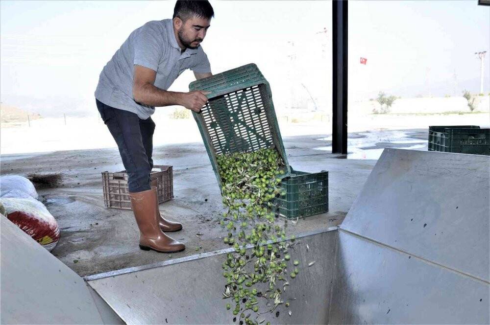 Aydın’da zeytinyağı sıkım sezonu başladı