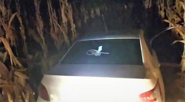 Emlakçıdan çalınan otomobil ve bilgisayarlar tarladaki mısırların arasında bulundu