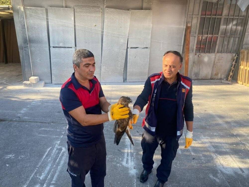 Yaralı şahini itfaiye kurtardı